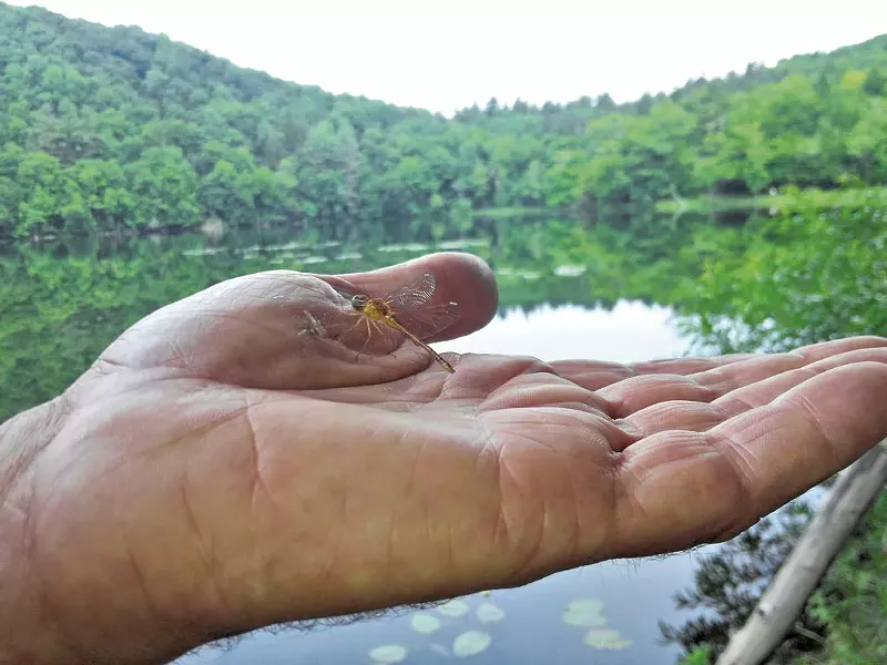 Autumn meadowhawk dragonfly in a volunteer's hand - ETHAN DE SEIFE