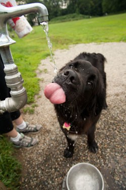 Bear quenches his thirst at Starr Farm Dog Park in Burlington - MATTHEW THORSEN
