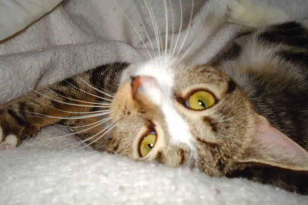 bebekitteh.jpg