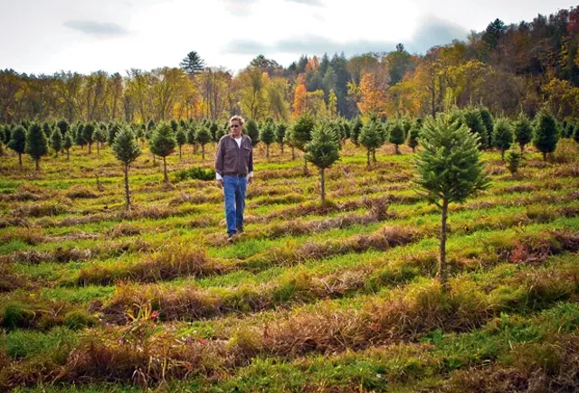 christmas tree farm essex my blog christmas tree farm essex my blog