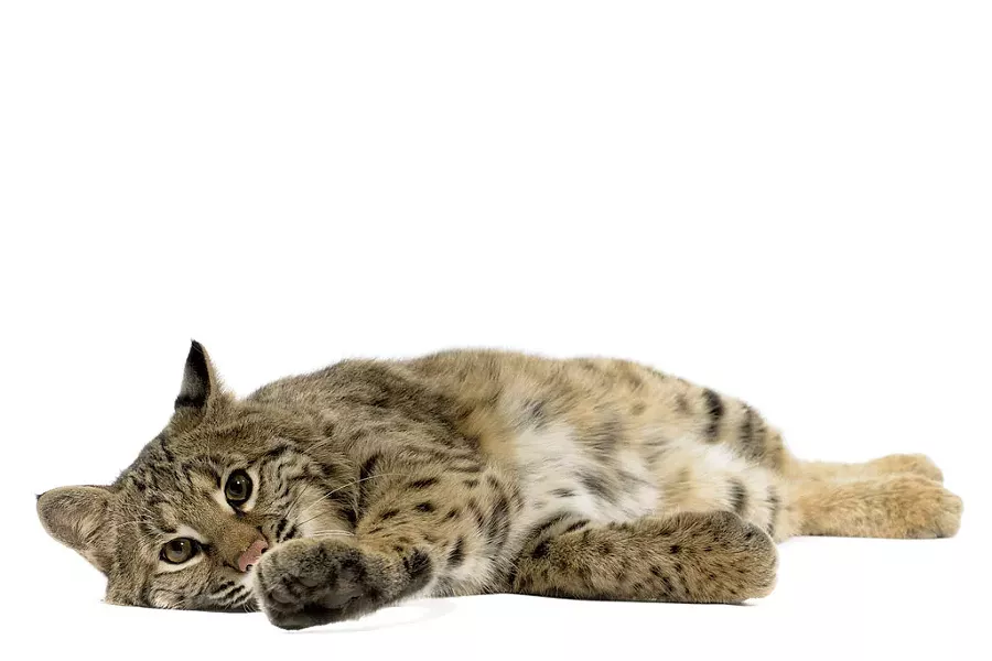 Bobcat - © ULTRASHOCK | DREAMSTIME.COM