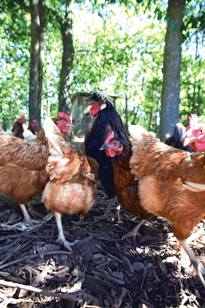 Chickens at Cobb Hill Cohousing - MATTHEW THORSEN