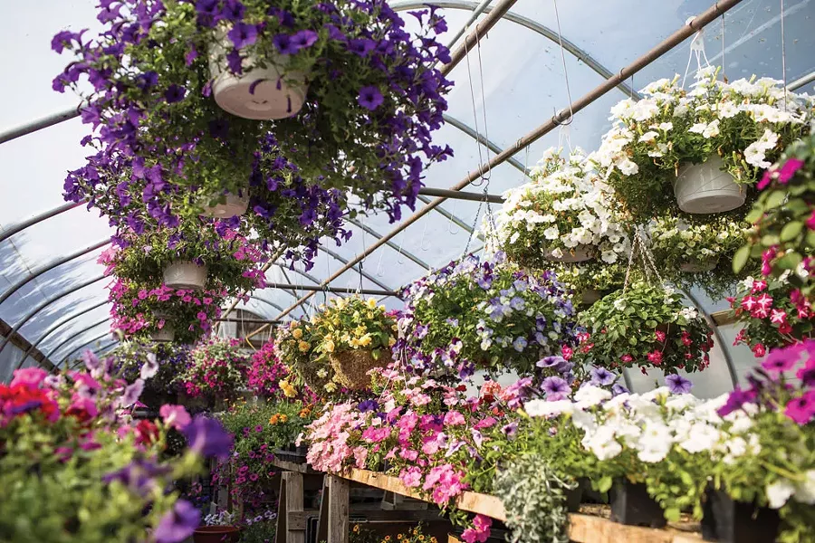 Claire's Greenhouse - OLIVER PARINI