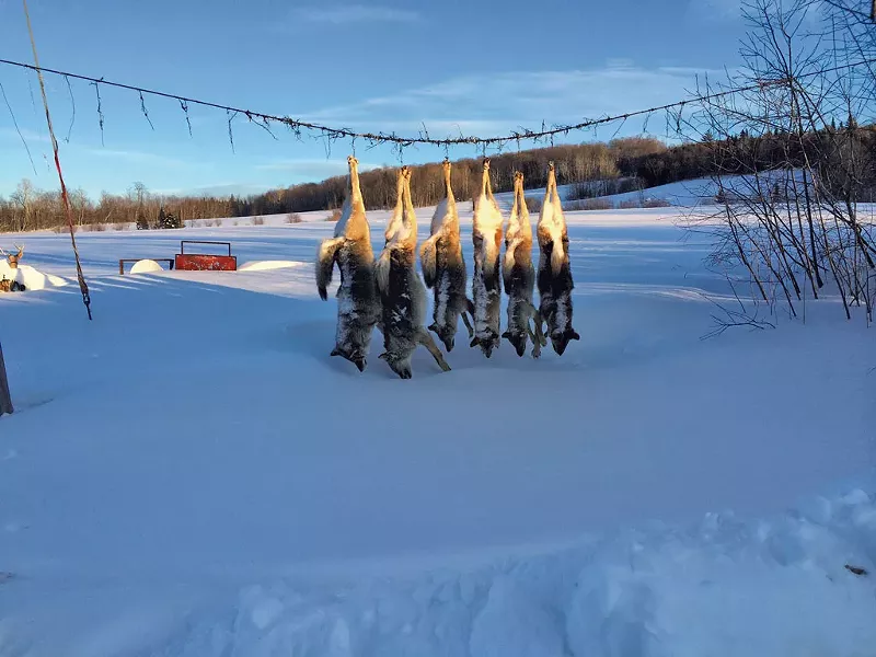 Coyotes killed by Wayne Dion - MARK DAVIS