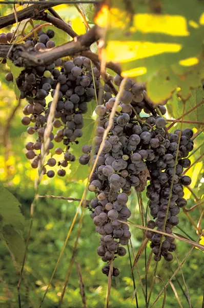 Frontenac Gris in Vergennes