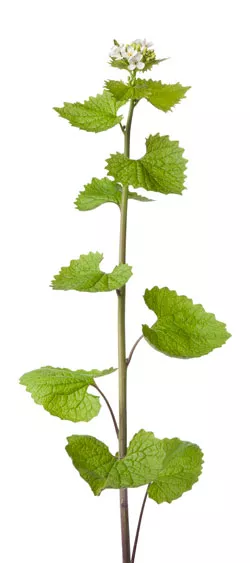 garlic mustard