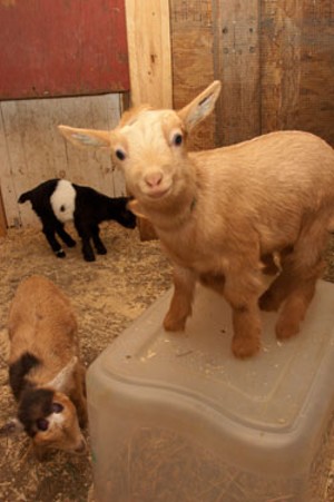 MATTHEW THORSEN - goats at Willow Moon Farm