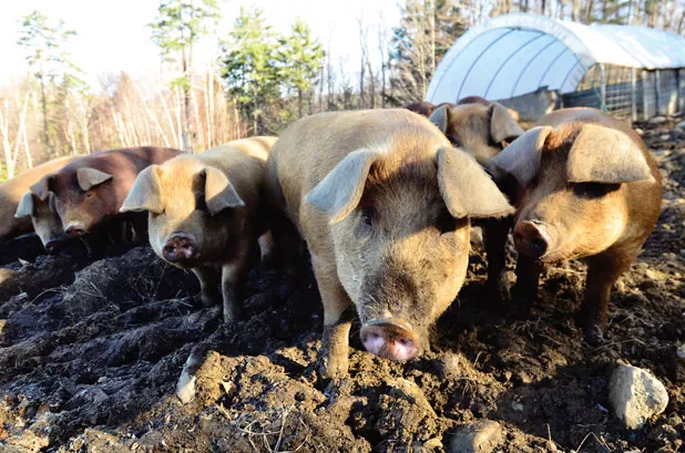 618-pigs9.jpg