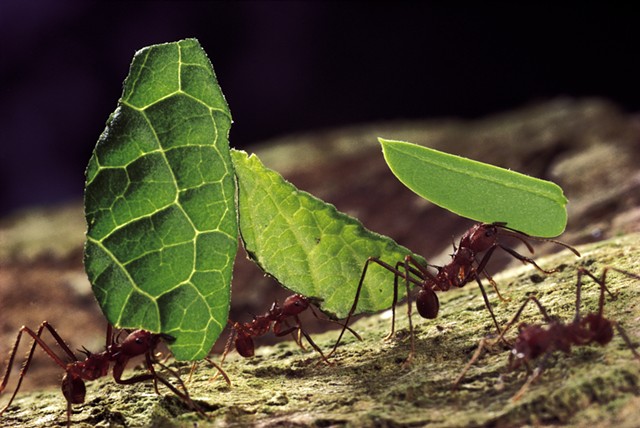 Leafcutter ants doing their thing - MARK W. MOFFETT &#124; COURTESY OF SMITHSONIAN INSTITUTION TRAVELING EXHIBITION SERVICE