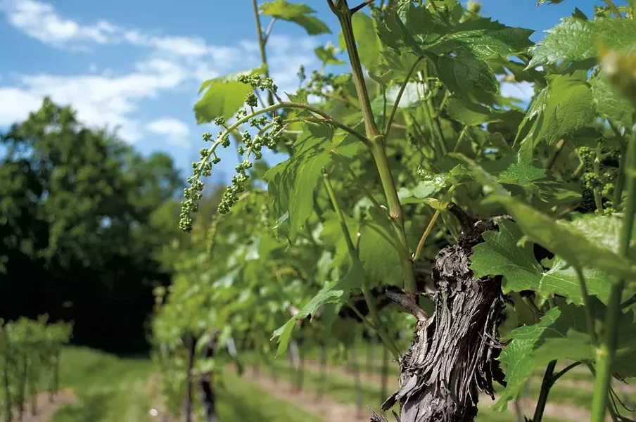 Lincoln Peak Vineyards - COURTESY OF HANNAH PALMER EGAN