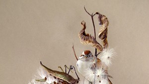 "Milkweed and Tree Sparrow," by Susan Bull Riley