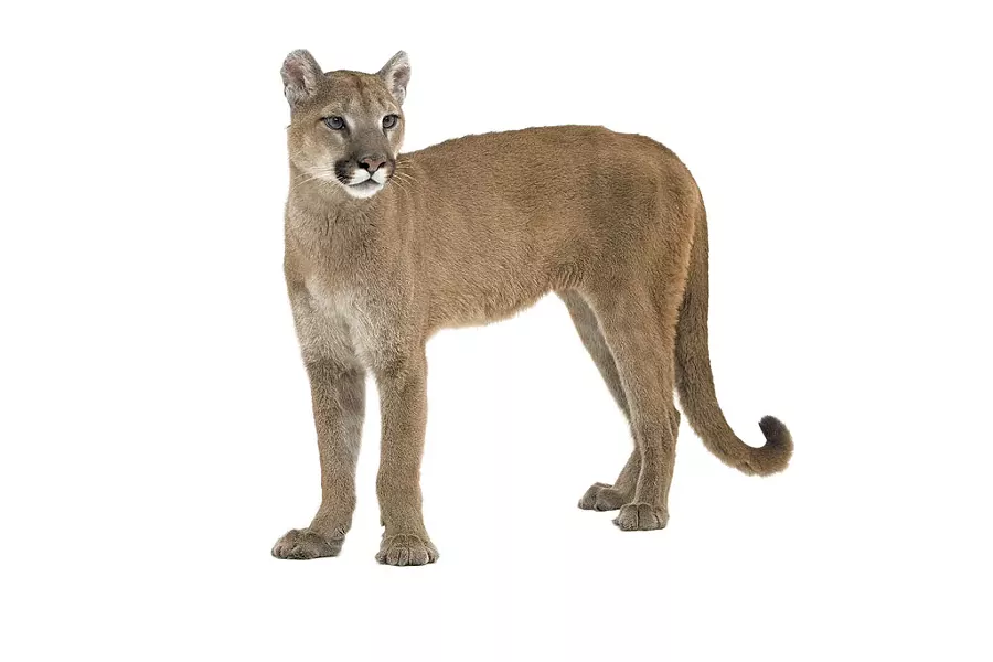 Mountain lion - © ULTRASHOCK | DREAMSTIME.COM