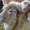 On the Lamb