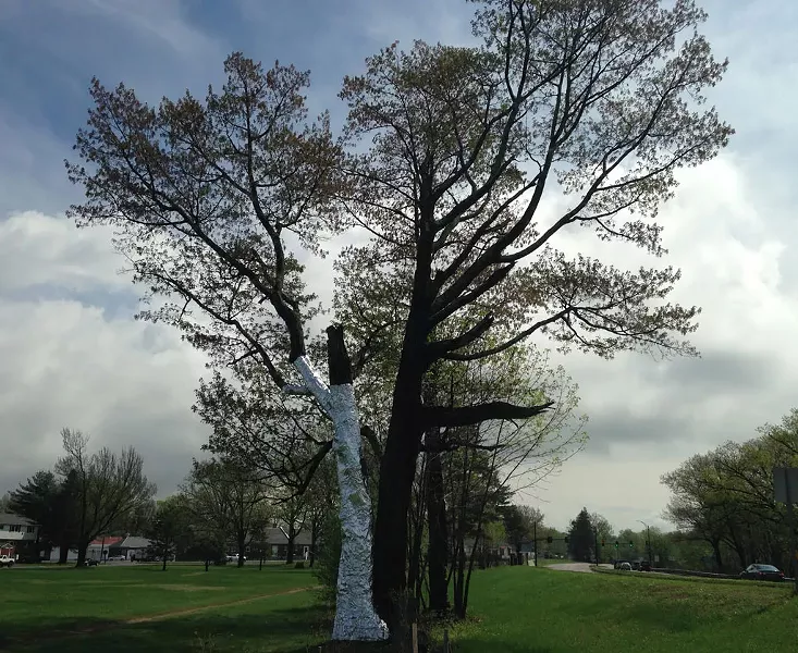 Partially wrapped tree in Colchester - COURTESY OF KEN PICARD