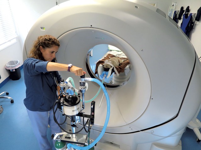 Michelle Senna assisting Gizmo the pug in getting a CT scan - MATTHEW THORSEN