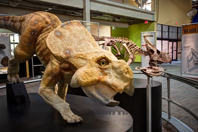 Protoceratops - COURTESY OF FAIRBANKS MUSEUM &amp; PLANETARIUM