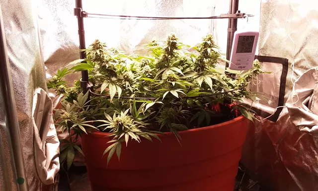 Hemp in a grow tent at Green State Gardener - ELIZABETH M. SEYLER