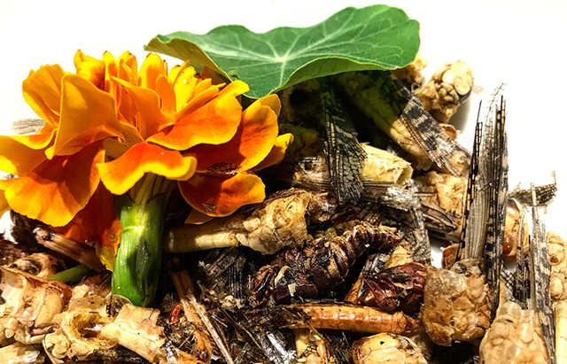 A bowl of grasshoppers at Isole Dinner Club's Beatrix Potter-themed meal - SUZANNE M. PODHAIZER