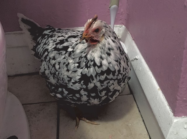 Penny the chicken after her rescue - COURTESY OF ALEX BENNETT