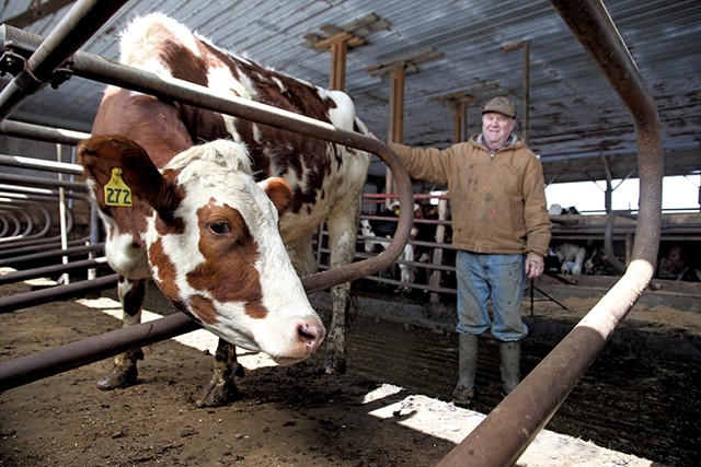 Mark Lussier with his calves on his Sheldon farm - MATTHEW THORSEN