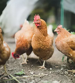Chickens - BRENT HARREWYN