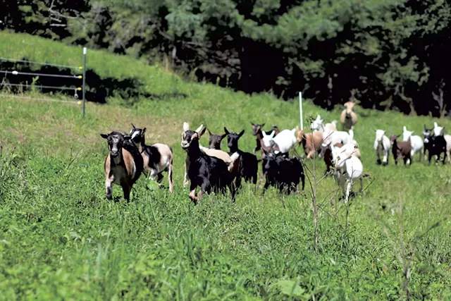 Goats at Sweet Doe Dairy - SARAH PRIESTAP
