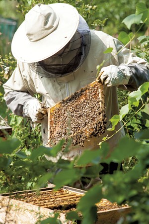 Beekeeper inspecting beehive - DREAMSTIME.COM | SZYMON KACZMARCZYK