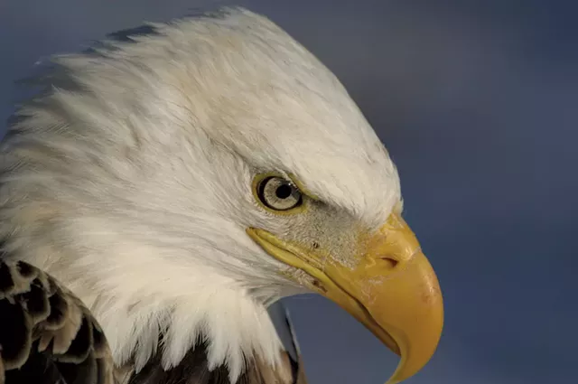 Bald eagle - COURTESY OF TOM ROGERS