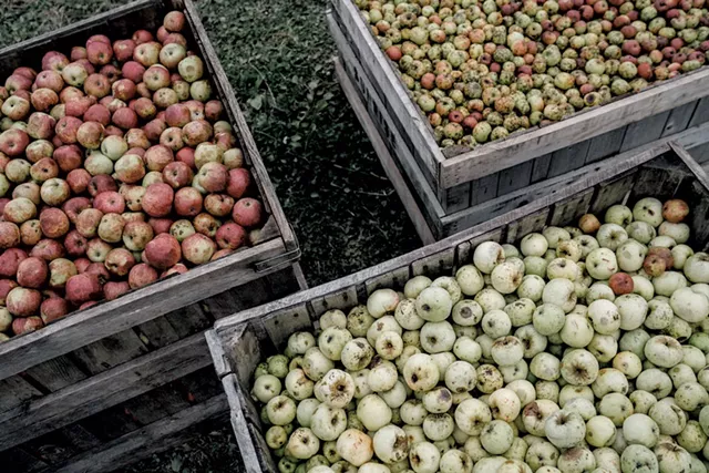 Crates of found apples - COURTESY OF SHACKSBURY