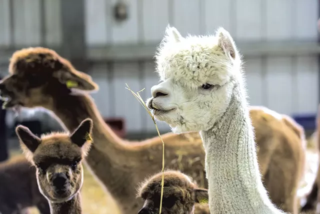 Alpacas a Cas-Cad-Nac Farm - TOM MCNEILL