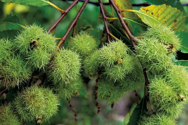 Chestnuts - JEB WALLACE-BRODEUR