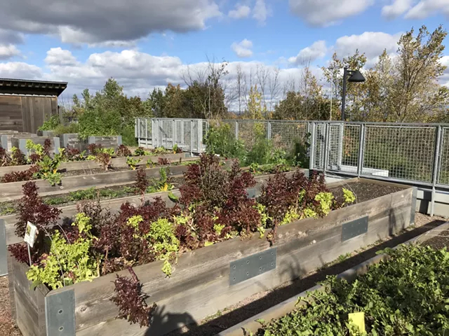 Raised-bed gardens at UVMMC - SALLY POLLAKL
