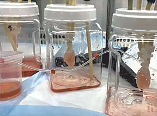 Mouse lungs being grown in a lab using stem cells - COURTESY OF THE UVM LARNER COLLEGE OF MEDICINE