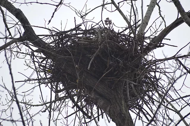 The eagle's nest - SASHA GOLDSTEIN