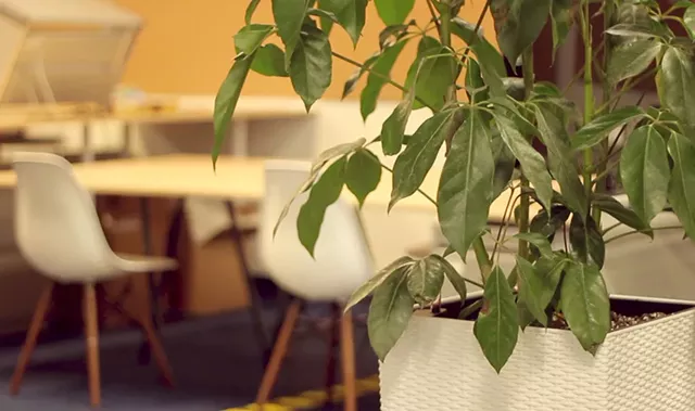 A ficus plant at the Vermont Teddy Bear offices - DAVID LITTLEFIELD