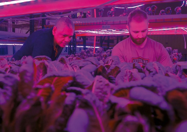 Greg Kelly (left) and Jacob Isham harvesting greens beneath colored LED lights at Ceres Greens - JEB WALLACE-BRODEUR
