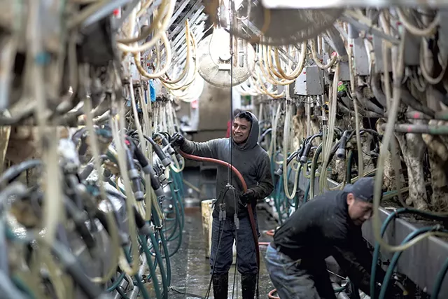 Farmworkers Victor Diaz and Ivan Dominguez in the milking parlor - CALEB KENNA
