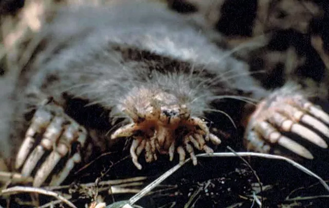 Star-nosed mole - COURTESY OF US NATIONAL PARKS SERVICE
