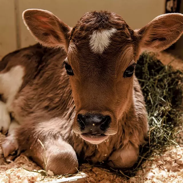 Baby calf - COURTESY OF BILLINGS FARM & MUSEUM