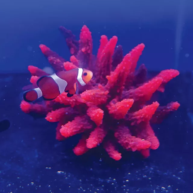 Coral at Green Mountain Coral - JEB WALLACE-BRODEUR
