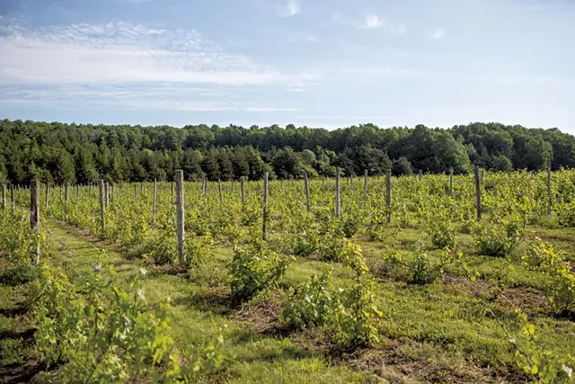 Snow Farm Vineyard - OLIVER PARINI