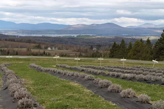 View from Lavender Essentials of Vermont - JULIA SHIPLEY
