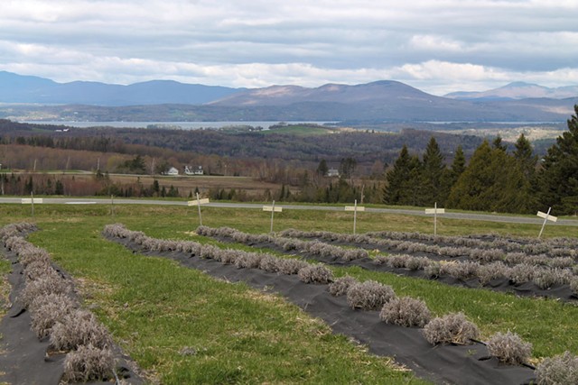 View from Lavender Essentials of Vermont - JULIA SHIPLEY