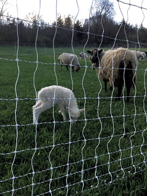 Sheep at Agricola Farm - MELISSA PASANEN
