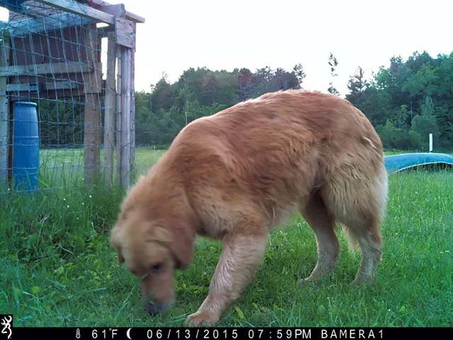 A recent game camera image of Murphy - COURTESY OF WILSON RING