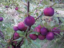 Black ice plums at Elmore Roots Nursery - COURTESY OF ELMORE ROOTS NURSERY