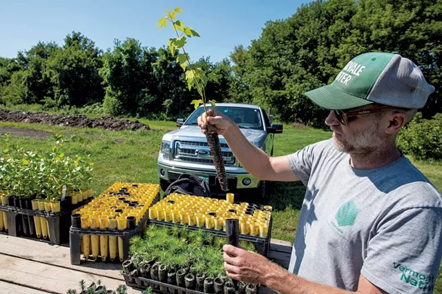 Mike Ingalls examining the roots of a silver maple seedling ready for planting - GLENN RUSSELL
