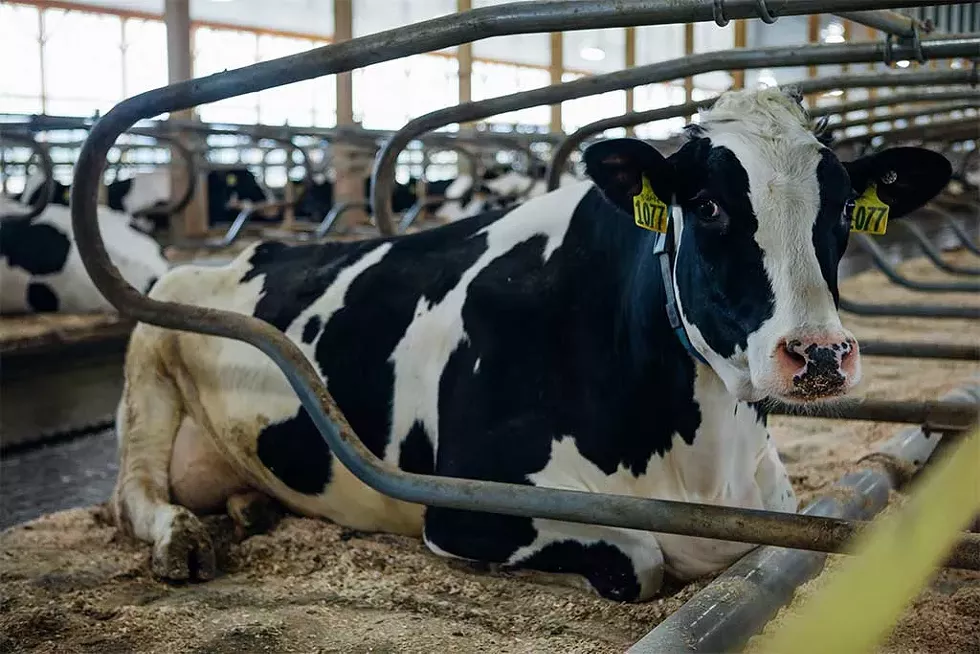 A cow lounging on her waterbed at Foster Brothers Farm in Middlebury - COURTESY OF CABOT CREAMERY CO-OPERATIVE