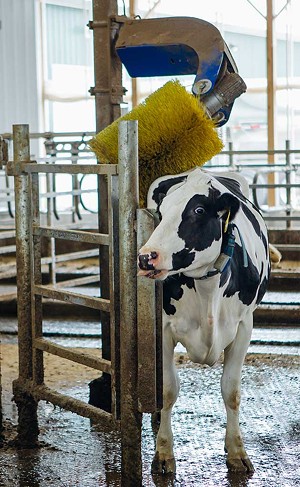 Back scratchers in the barn keep cows comfortable. - COURTESY OF CABOT CREAMERY CO-OPERATIVE