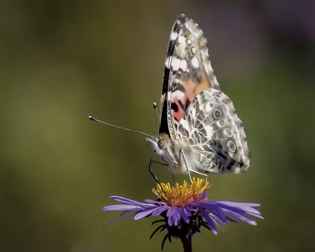 A painted lady at Colchester Pond - PETER RILEY